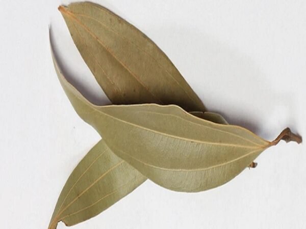 Bay Leaf / Tej Patta - तेज़ पत्ता