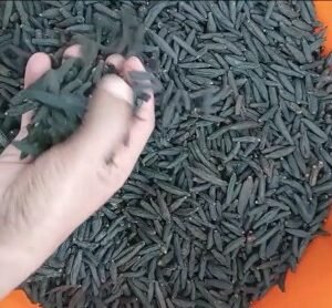 Thippili - Long Pepper - पीपर / पीपल