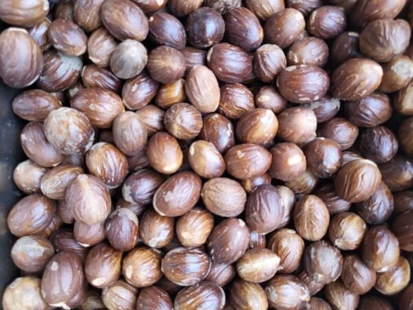 Nutmeg - जायफल - Image 6