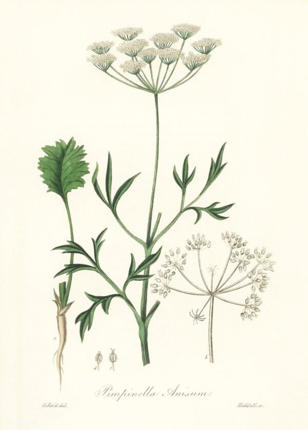 Aniseed - सौंफ Fennel - Image 2
