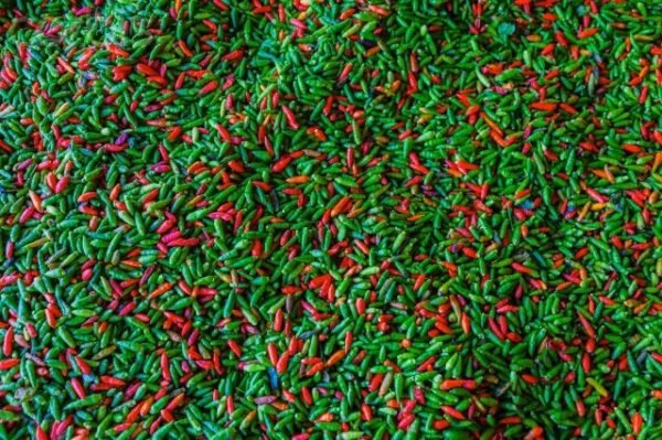 Birds Eye Chilli - उल्टी मिर्च - Image 2