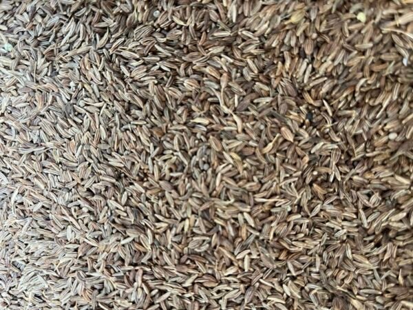 Cumin - Shah Jeera - शाही जीरे - Image 3